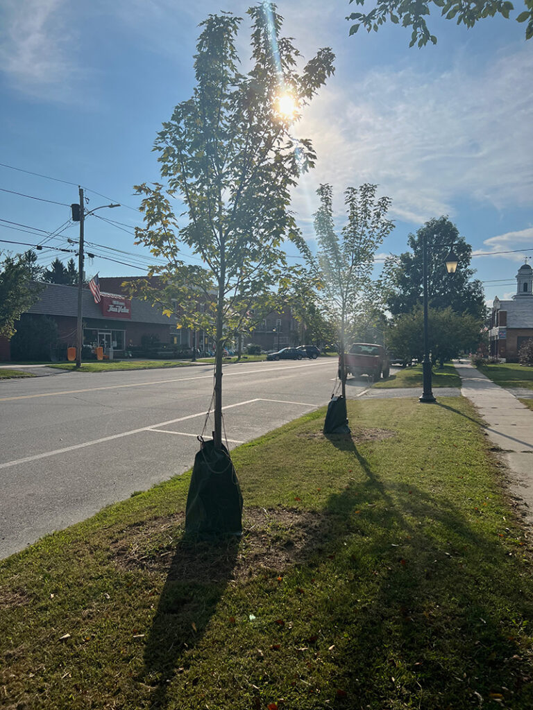 Street Tree Plantings